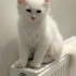 Pamuk