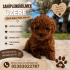 Toy Poodle