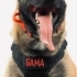Gama