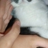 Zeytin