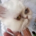 Barbi