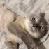 YODA