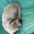 Lila