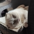 Pamuk