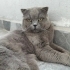 Duman