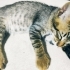 Panter