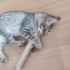 Panter