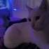 Pamuk
