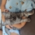 Kedi duman dişi 2 kö...