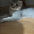 patik