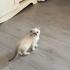 loki