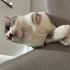Kivi