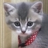 DUMAN