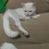 Pamuk