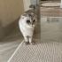 moçi
