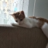 minnoş