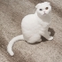 Minnoş
