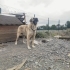 Boz