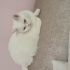 Lulu