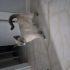 Simba