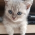 Mavi