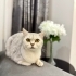 Pamuk