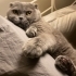 Thomas