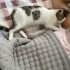 Pamuk
