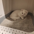 Loki