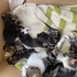 6 tane karışık ırk y...