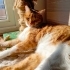 Kedi