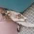 Miya