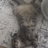 Mişa