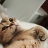 Dexter