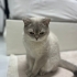 Pamuk
