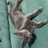 Pufi