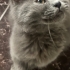 Duman