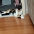 Miki