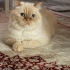 Qüqüre