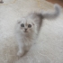 Scottish fold longha...