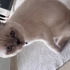 Boncuk