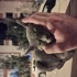 Toraman