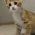 Minik