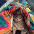 Lila