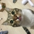 Yuumi