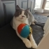 Maya