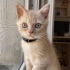 Ares