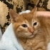 Mila