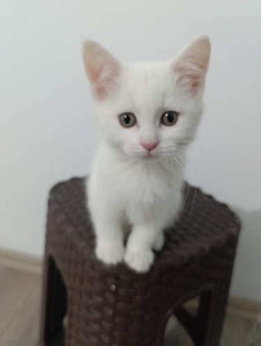 Evde Doğup Büyümüş British&Tekir Melezleri fotoğraf