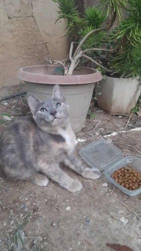 Güzel renkli yavrumuza yuva arıyoruz fotoğraf
